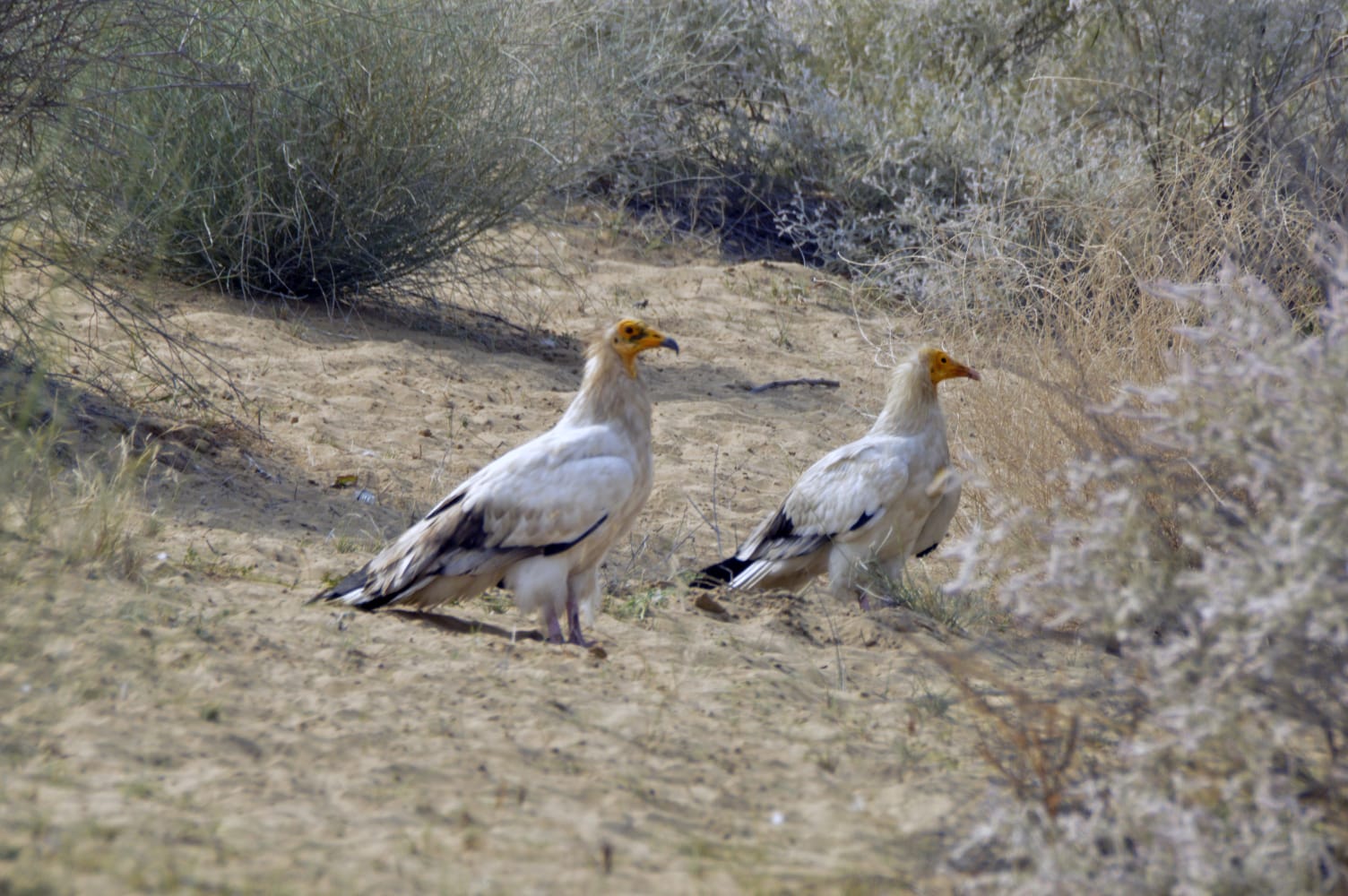 Avifaunal Surveys